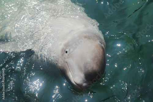 Fototapete white dolphin beluga