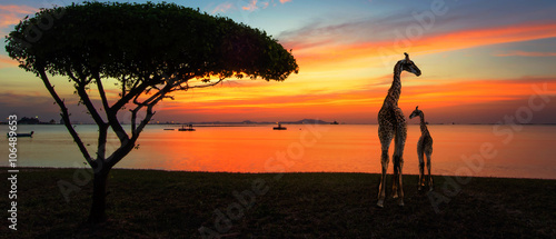 Giraffes in the savannah at sunset