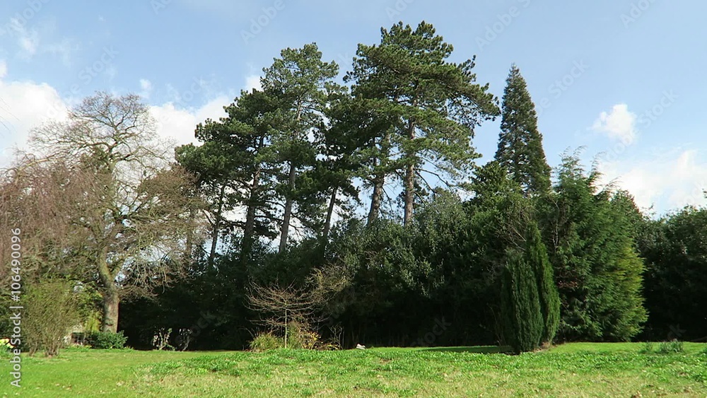 Breeze blows tree branches as clouds move very slowly across the blue sky Breeze blows tree branches as clouds move very slowly across the blue sky