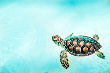 Sierkussen Schildpad Schattige zeeschildpad van dichtbij  © Maciej Czekajewski