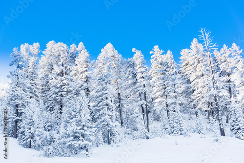 winter landscape mountain forest snow