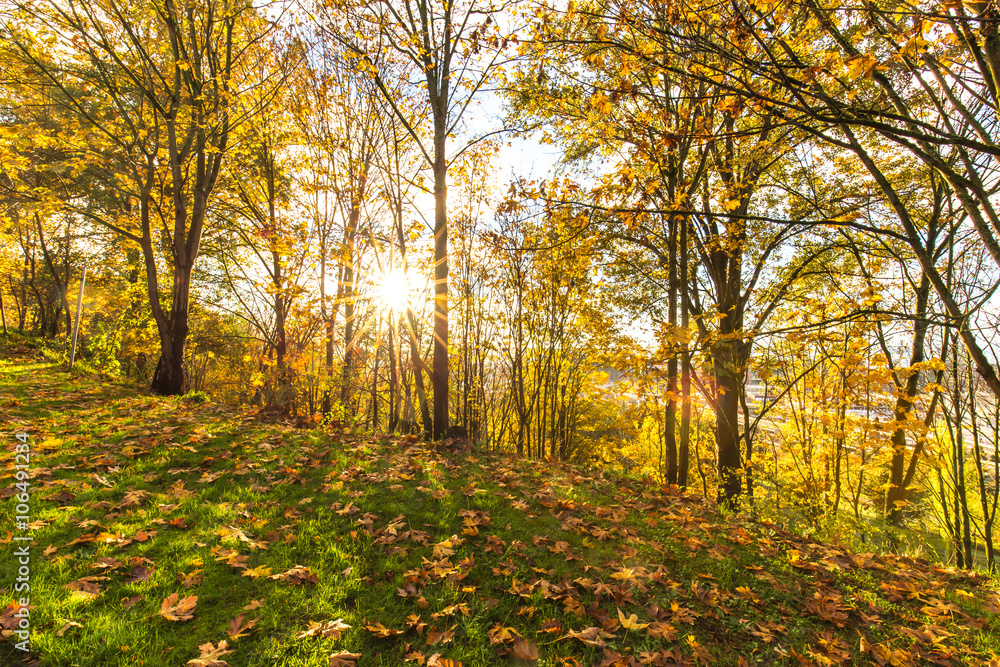 Obraz premium grassland in forest in seattle in morning