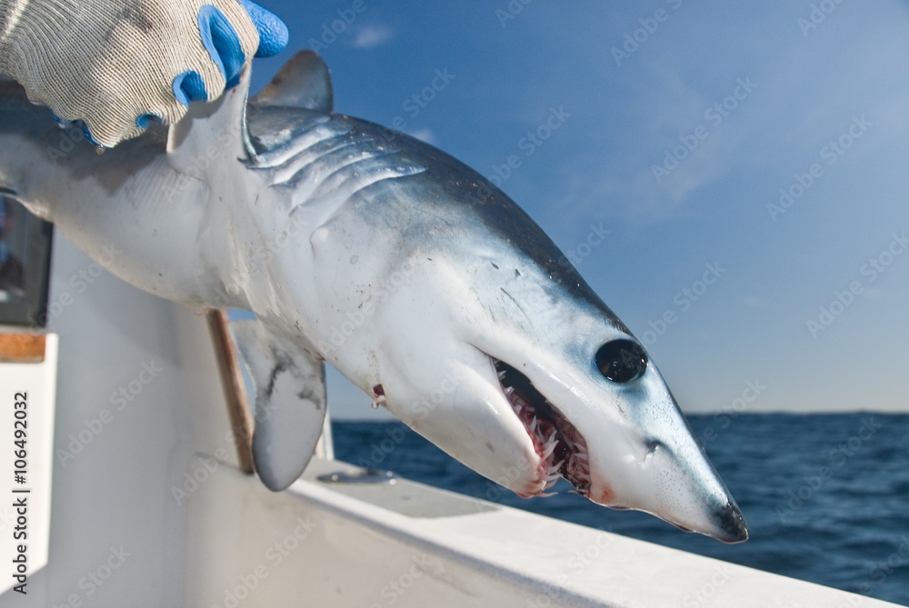 Fototapeta premium A young mako shark being released from the side of a boat