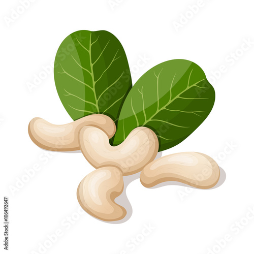 Cashews with leafs isolated on white. Vector illustration.