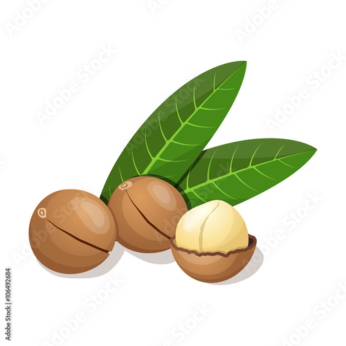 Macadamia with leafs isolated on white. Vector illustration.