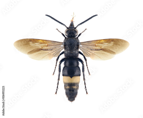 Wasp Scolia aenigmatica (male)