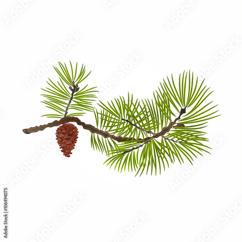 Pine branch with pine cone vector