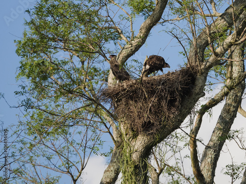 Young northern crested caracara (Caracara cheriway) on nest