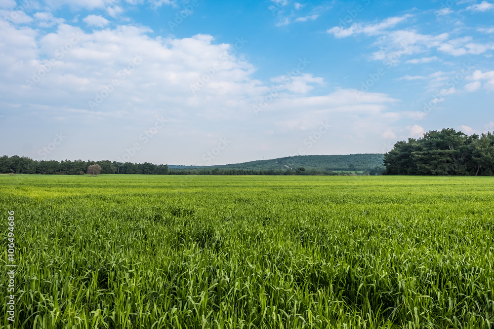 Green Field