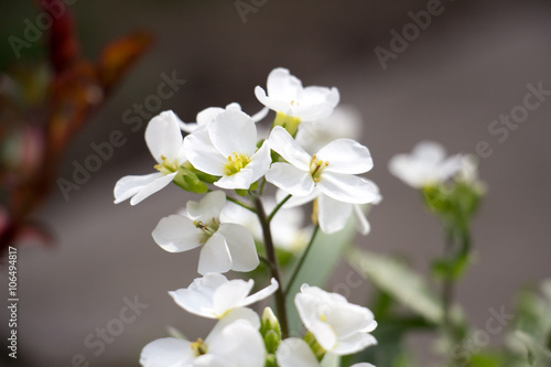 Arabis Alpina 
spring flowers