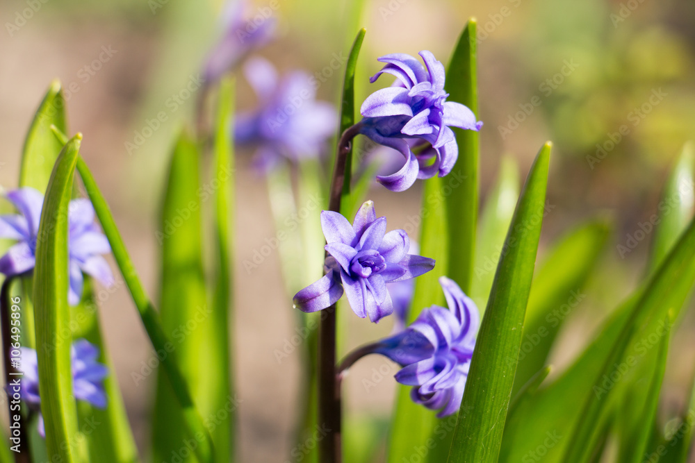 Spring hyacinth flowers
Spring hyacinth flowers