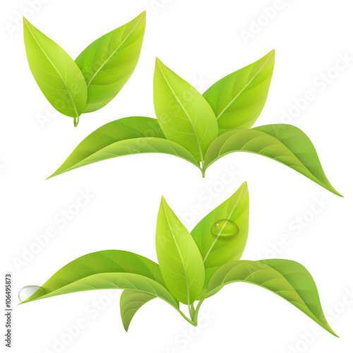 Set of green tea leaves isolated on a white background with drops of dew. Vector floral elements.