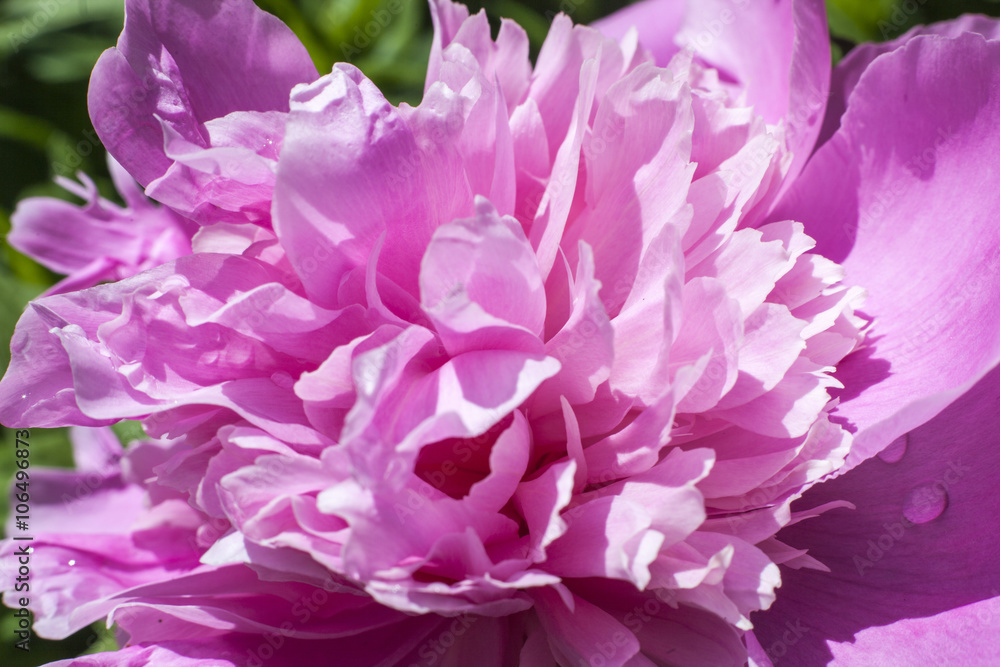 peony1