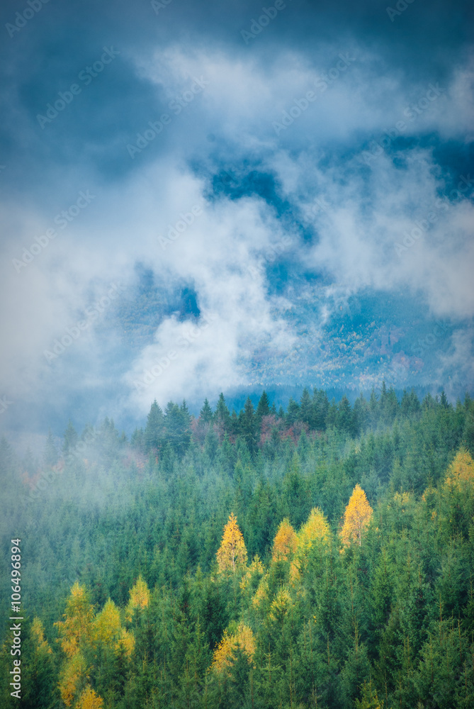 Carpathian mountain forest