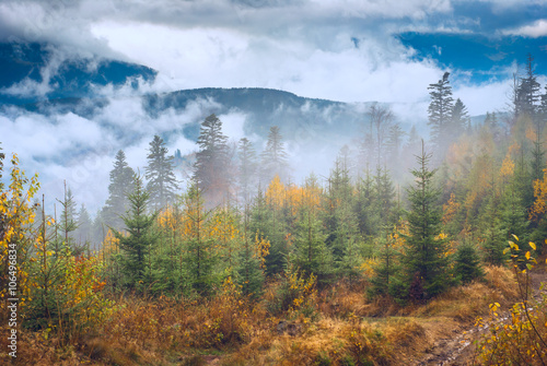 Carpathian misty valley