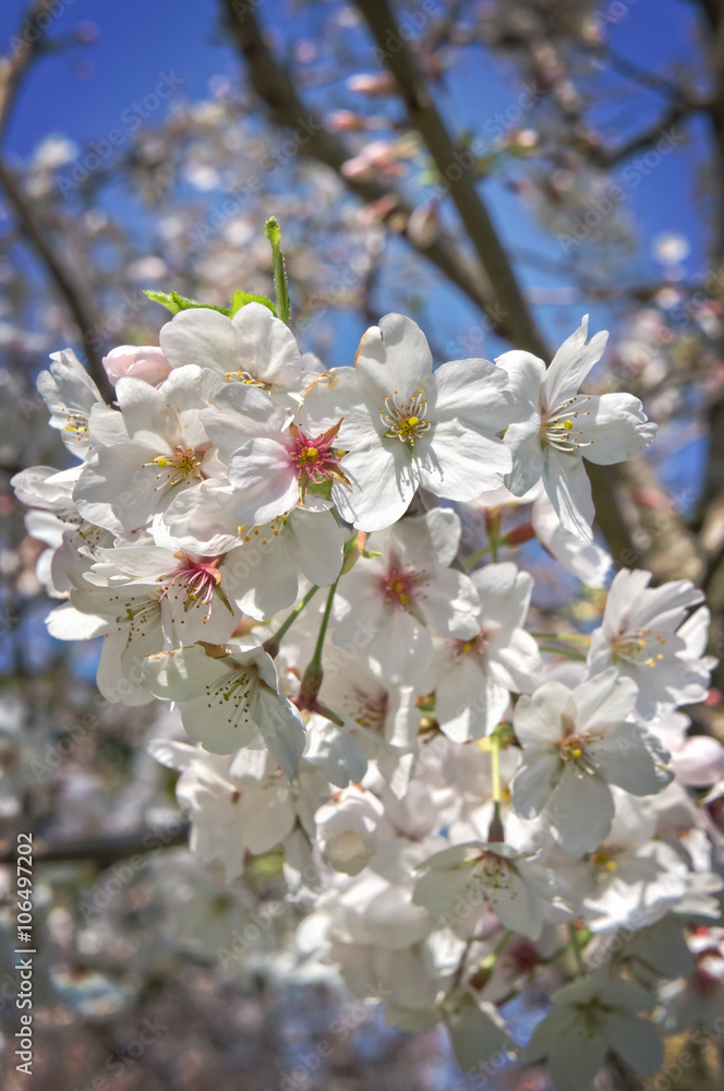Sakura tree flowers  on blue sky