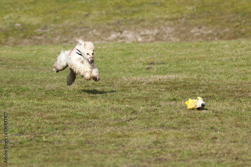 Fotografi Afghan hound at lure coursing race