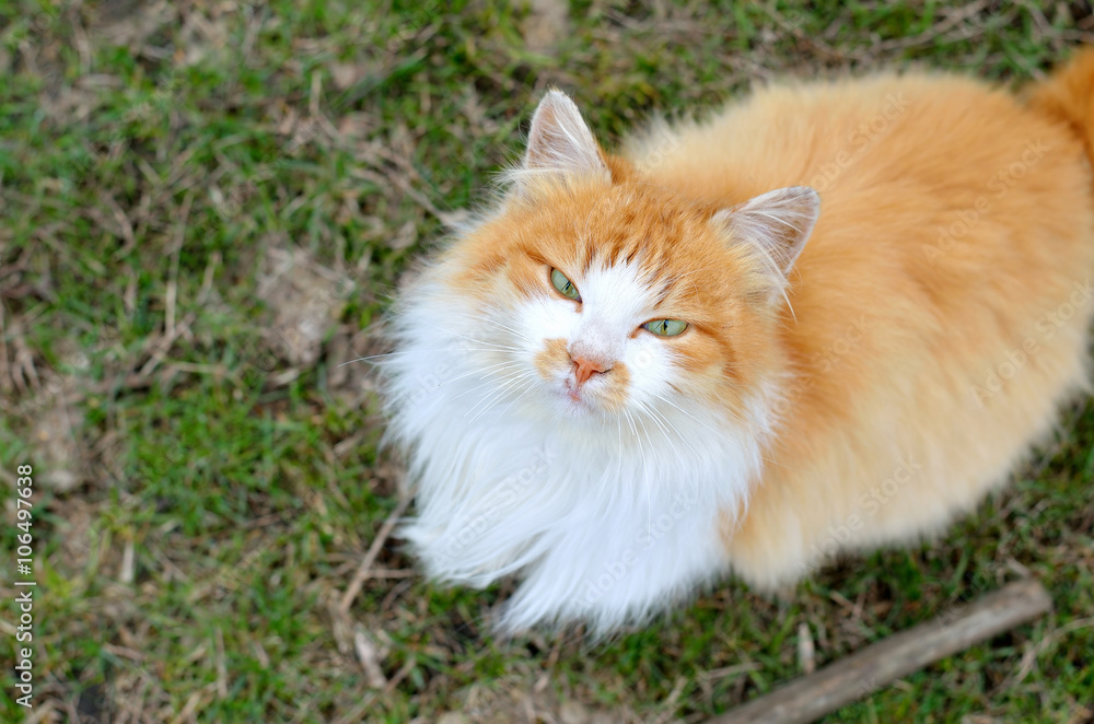Beautiful fluffy cat, close-up photo.