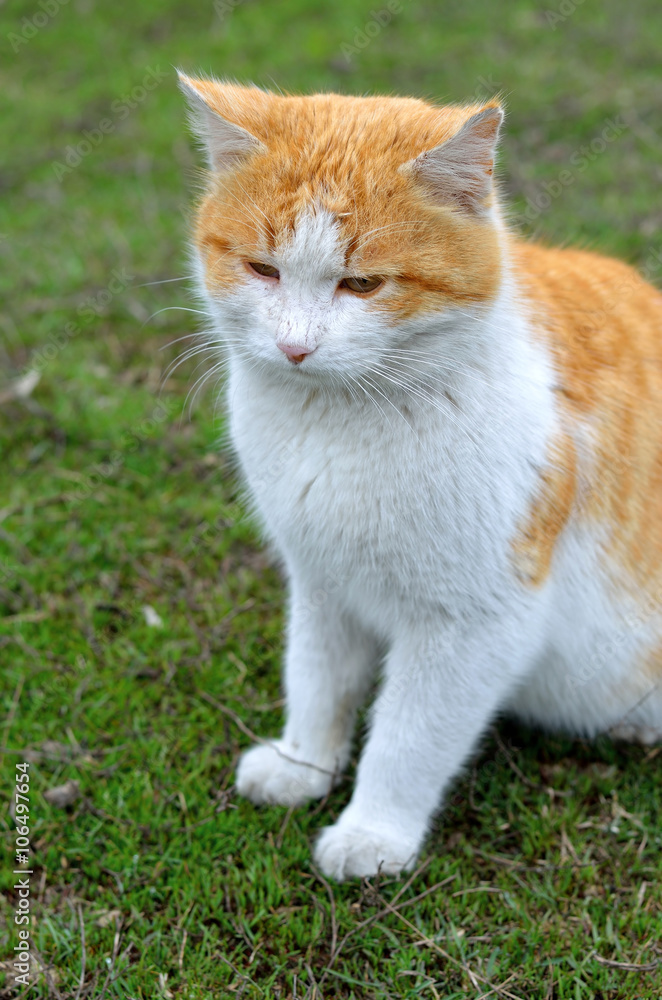 Red-haired cat with a white belly sitting on green grass