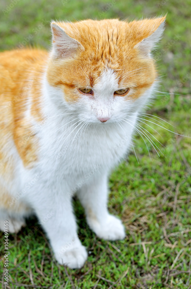 Portrait of red-haired stray cat. Portrait of red-haired stray cat.