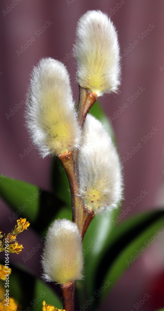 Obraz premium Weidenkätzchen