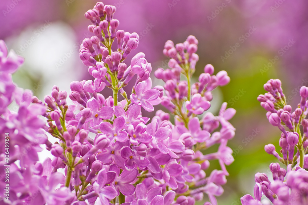 Blooming pink lilac flowers
