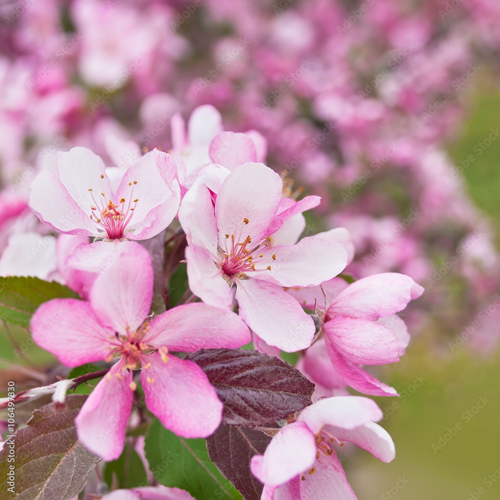 Obraz premium Spring Sakura Cherry Blossom