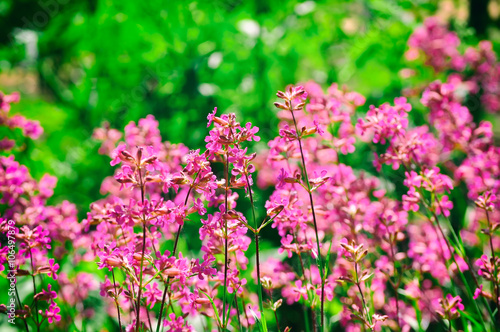 Pink summer wildflowers on meadow  © Lookinout