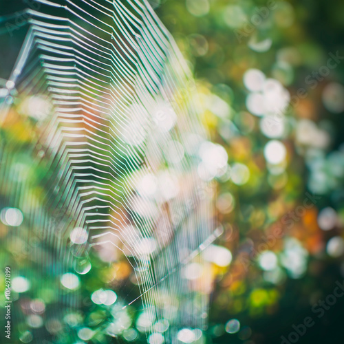 Spider net. Shallow depth of field