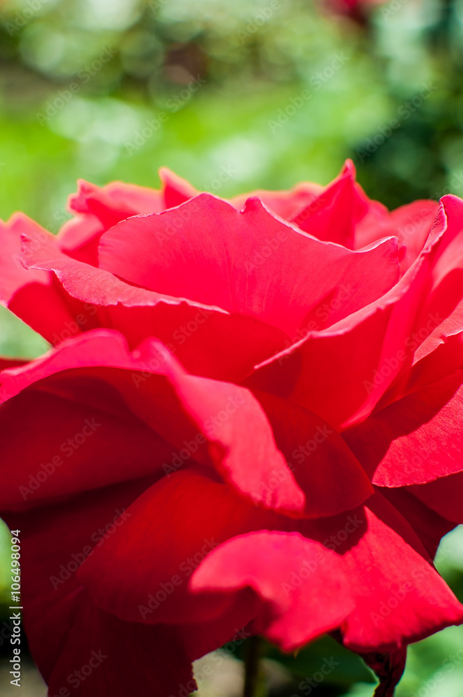 Red rose as a natural and holidays background Red rose as a natural and holidays background