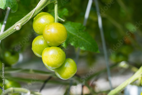 Wallpaper Mural Ripening tomatoes in a glasshouse Torontodigital.ca