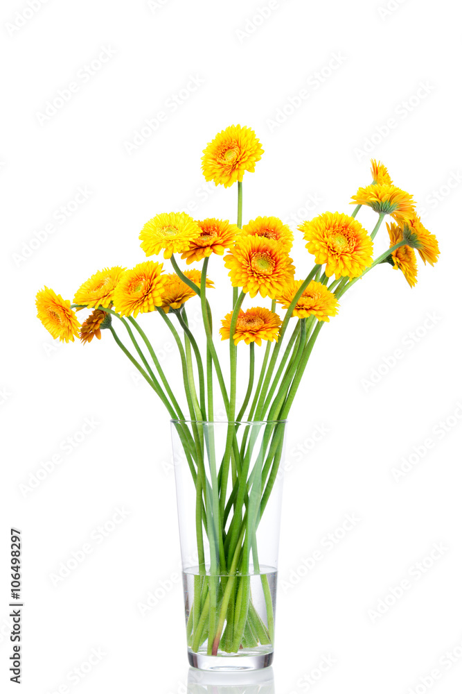 Bouquet of gerber flowers in the vase on white background