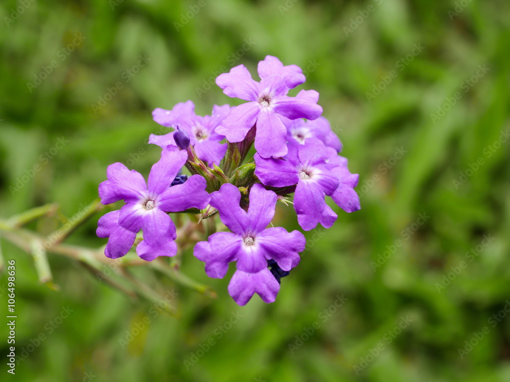 Verbena flower 4