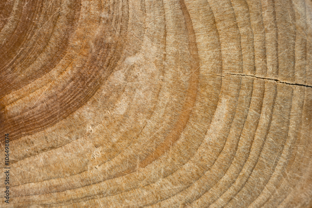 Naklejka premium Wood stump texture, cutted tree trunk