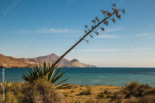 Los Genoveses beach. San Jose. Natural Park of Cabo de Gata. Spain.
The foreground plant is the pita. Typical of this area. photo