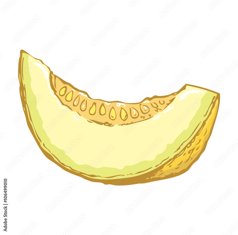 Melon. Vector drawing Melon. Vector drawing