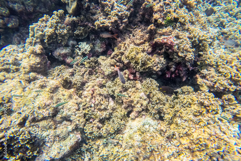 exotic marine life near Maldives island, tropical summer vacation concept exotic marine life near Maldives island, tropical summer vacation concept