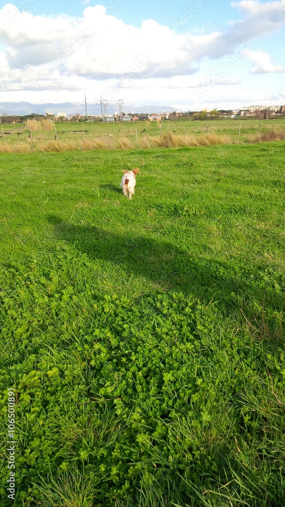 Fototapeta premium cane in corsa