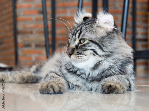 Obraz na plátně American curl cat side face; central face focus