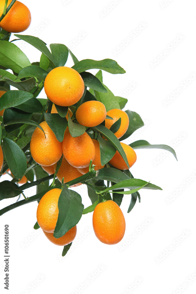 Kumquat Kumquat