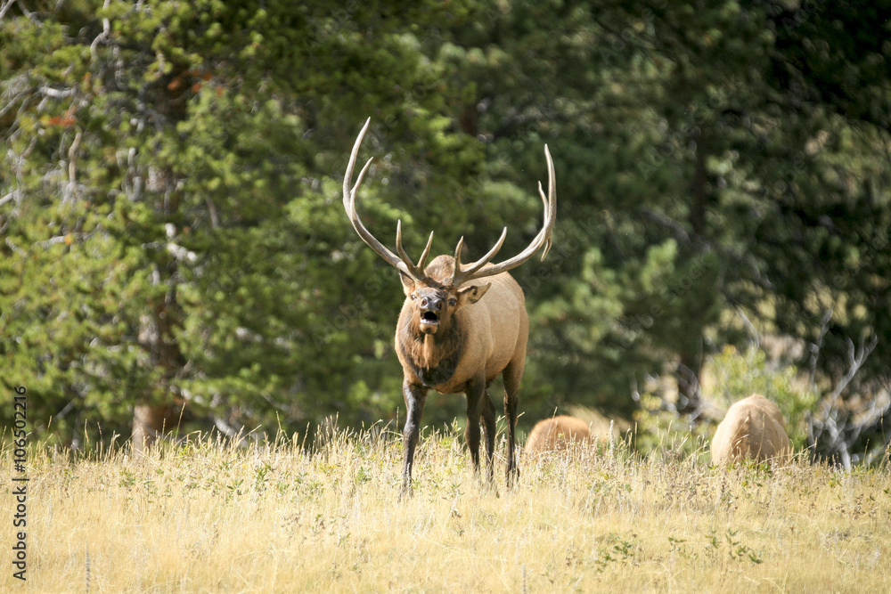 Large solitary bull elk (Cervus canadensis) bugling in a meadow Large solitary bull elk (Cervus canadensis) bugling in a meadow