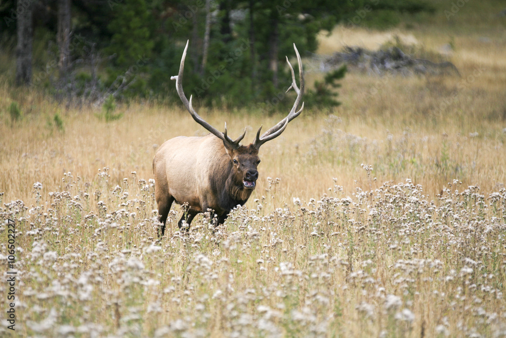Large solitary bull elk (Cervus canadensis) bugling in a meadow Large solitary bull elk (Cervus canadensis) bugling in a meadow