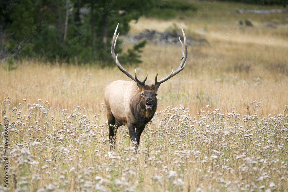 Large solitary bull elk (Cervus canadensis) bugling in a meadow Large solitary bull elk (Cervus canadensis) bugling in a meadow