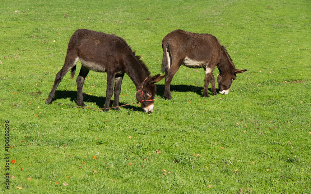 Burros Pastando en un Prado Verde - Asnos o burros pastando en el campo con hierba verde Burros Pastando en un Prado Verde - Asnos o burros pastando en el campo con hierba verde