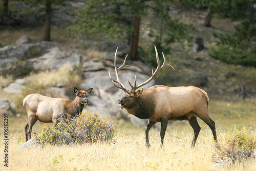 Large bull elk (Cervus canadensis) bugling in a meadow with female grazing in the background