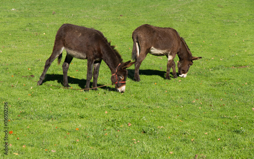 Burros Pastando en un Prado Verde - Asnos o burros pastando en el campo con hierba verde