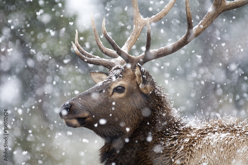 Fototapeta Portrait of a large bull elk (Cervus canadensis) in a snowstorm.