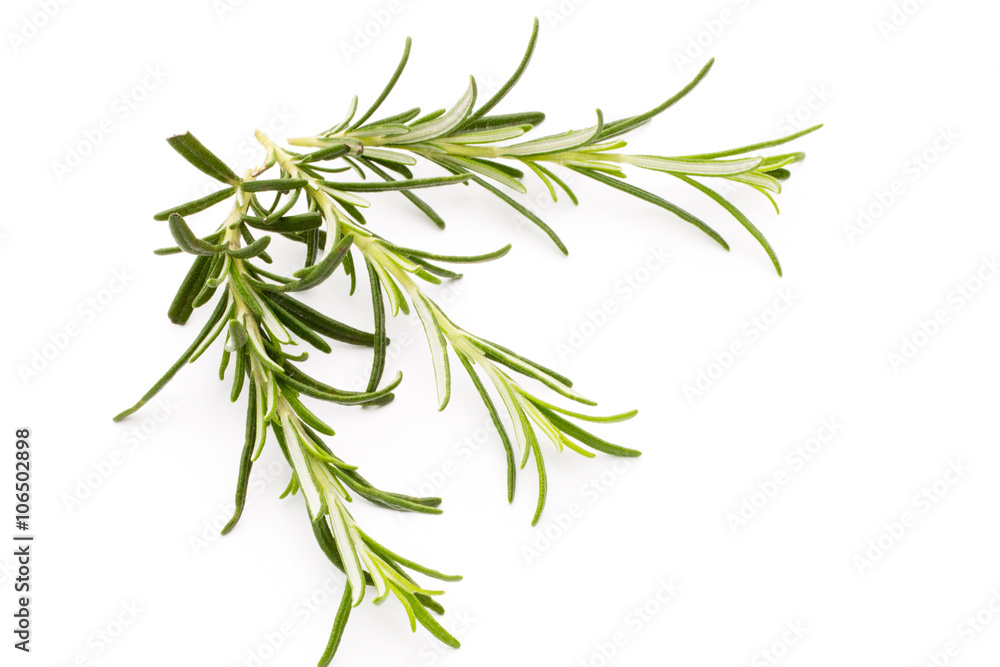 Rosemary twig on the isolated white background. Rosemary twig on the isolated white background.