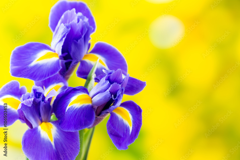 Purple iris flower on the yellow background.