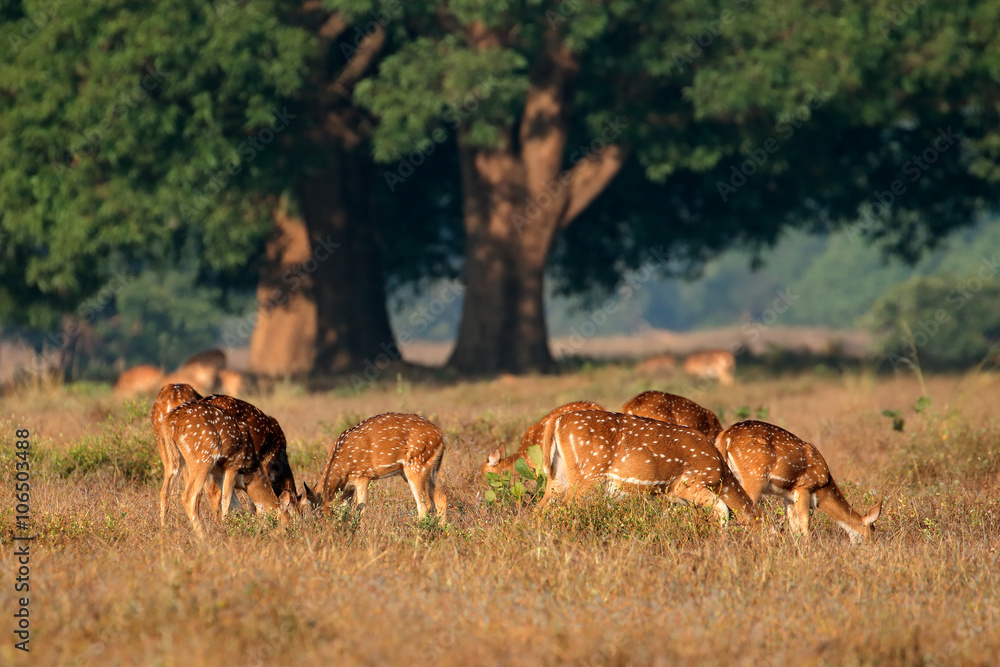 Fototapeta premium Group of spotted deer or chital (Axis axis) in natural habitat, Kanha National Park, India.